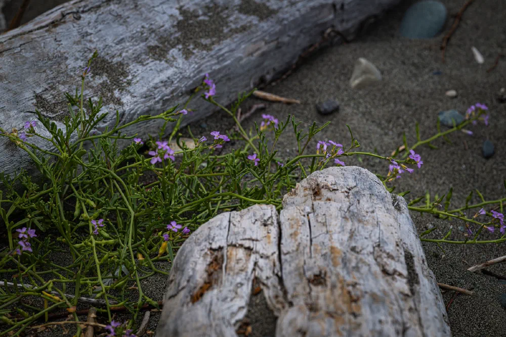 Driftwood logs rest on sandy ground alongside green plants with small purple flowers.