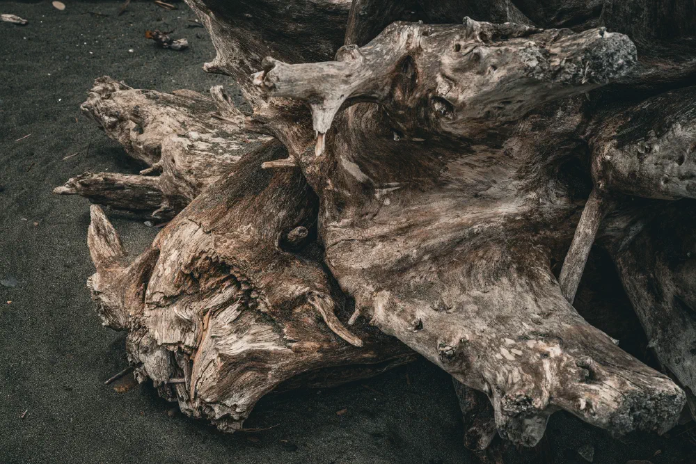 A large, weathered piece of driftwood rests on a dark sandy surface.