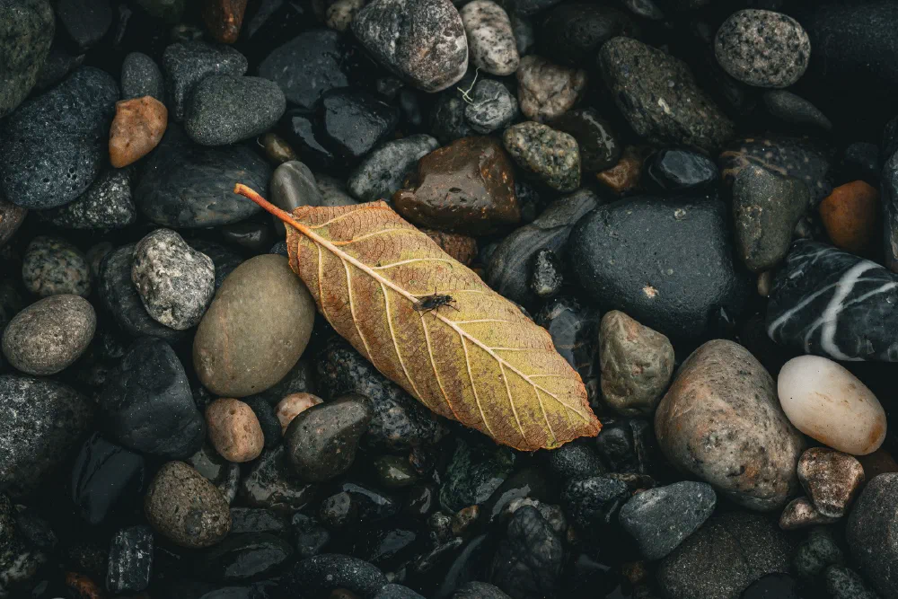 A dry yellow leaf with a small insect on it rests among a variety of smooth, dark-colored stones.