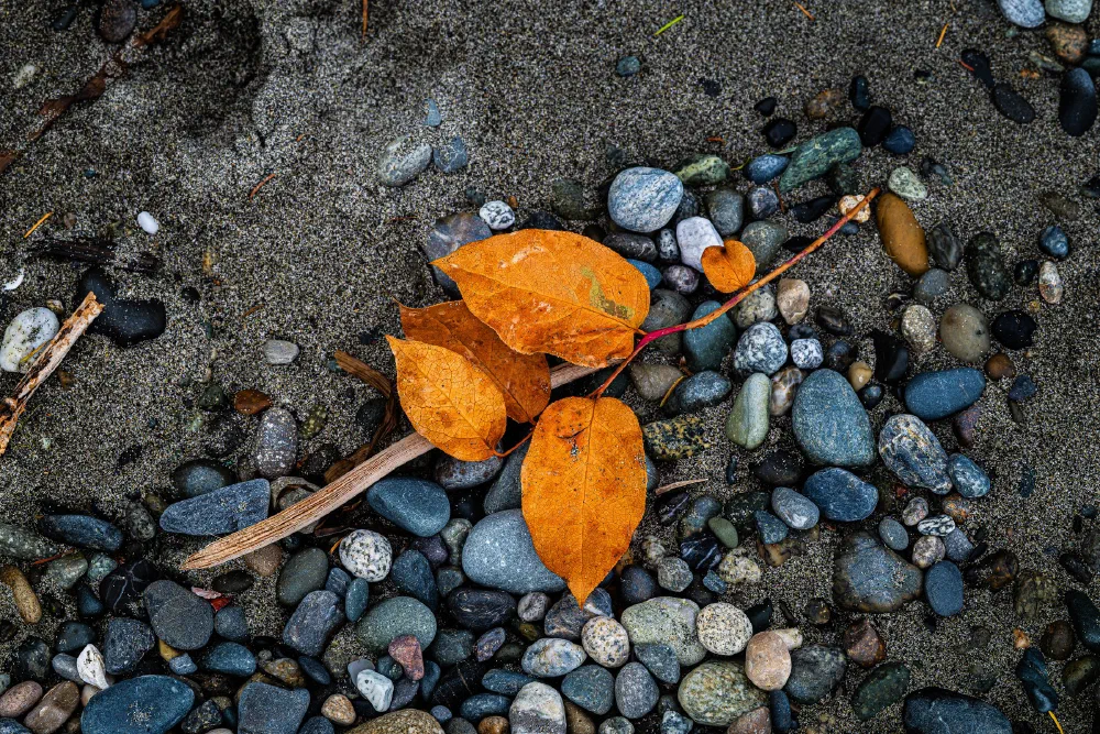 A cluster of orange autumn leaves rests on a sandy surface scattered with variously sized and colored pebbles.