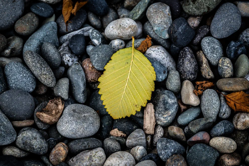 A single yellow leaf rests on a bed of variously sized and colored smooth stones.