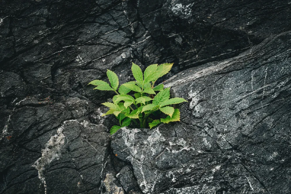 A small green plant is growing out of a crack in a dark rocky surface.