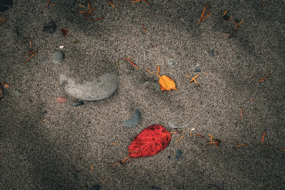 A sandy ground scattered with small rocks, orange pine needles, and two fallen autumn leaves, one red and one yellow.