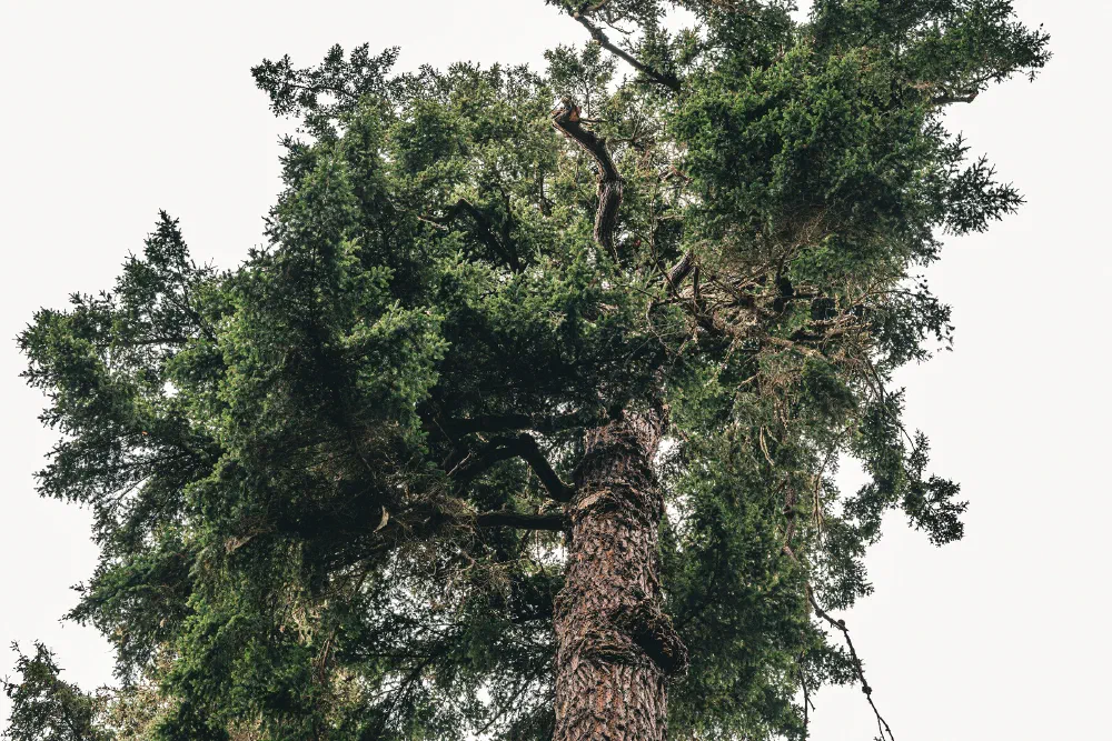 A tall tree with thick, textured bark and dense green foliage is seen from a low angle against a pale sky.