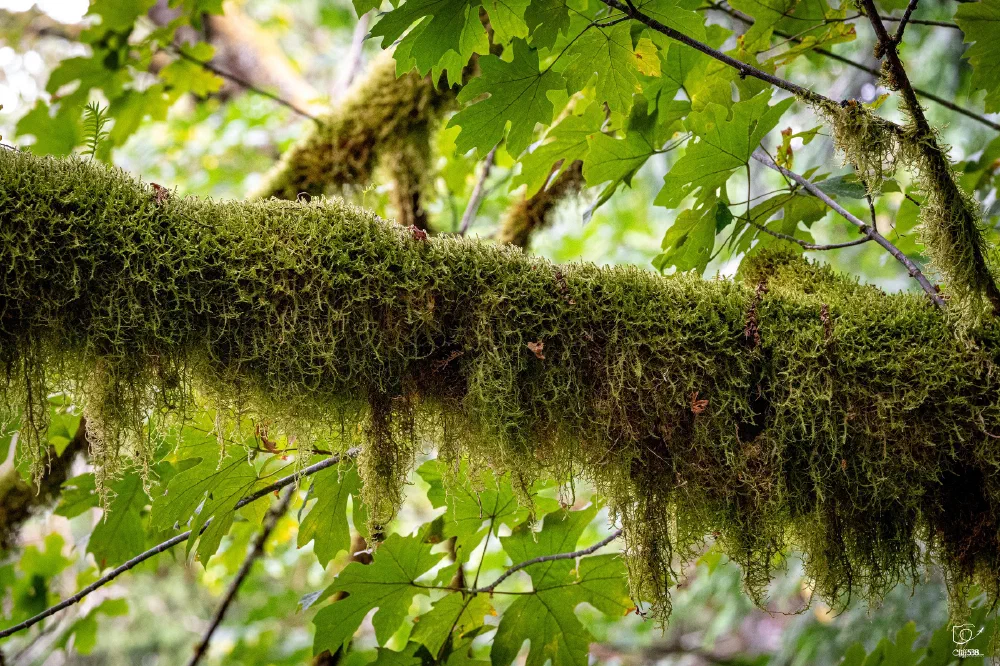 A tree branch covered in dense green moss is surrounded by vibrant green leaves in a forest setting.