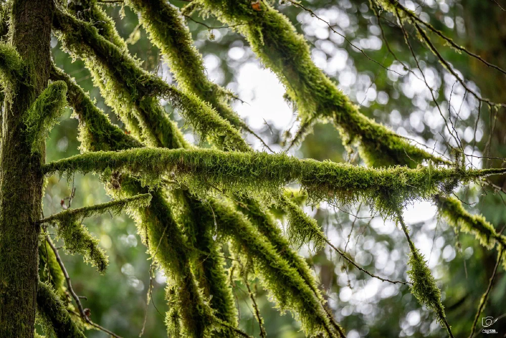 Branches densely covered with vibrant green moss stretch across a forest scene.