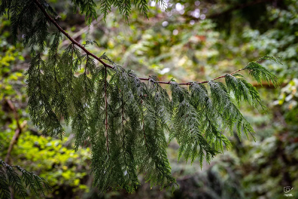 A close-up of a pine tree branch with green needles is shown against a blurred forest background.