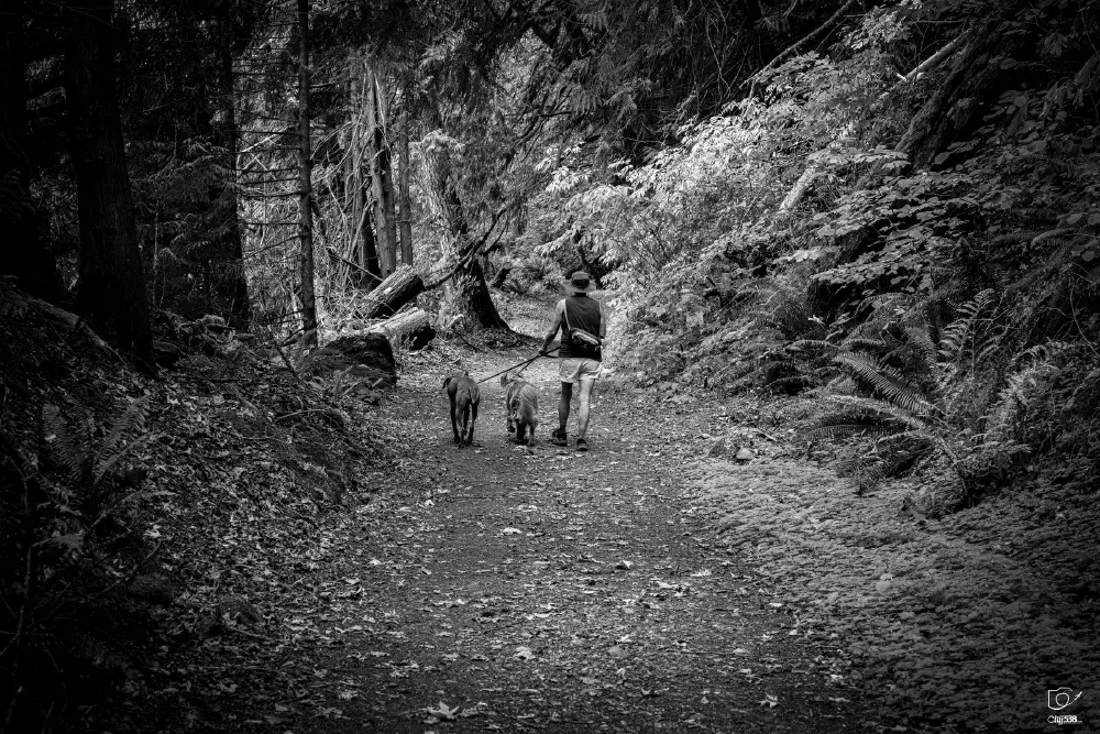 A person is walking two dogs on a forest trail surrounded by tall trees and dense foliage.