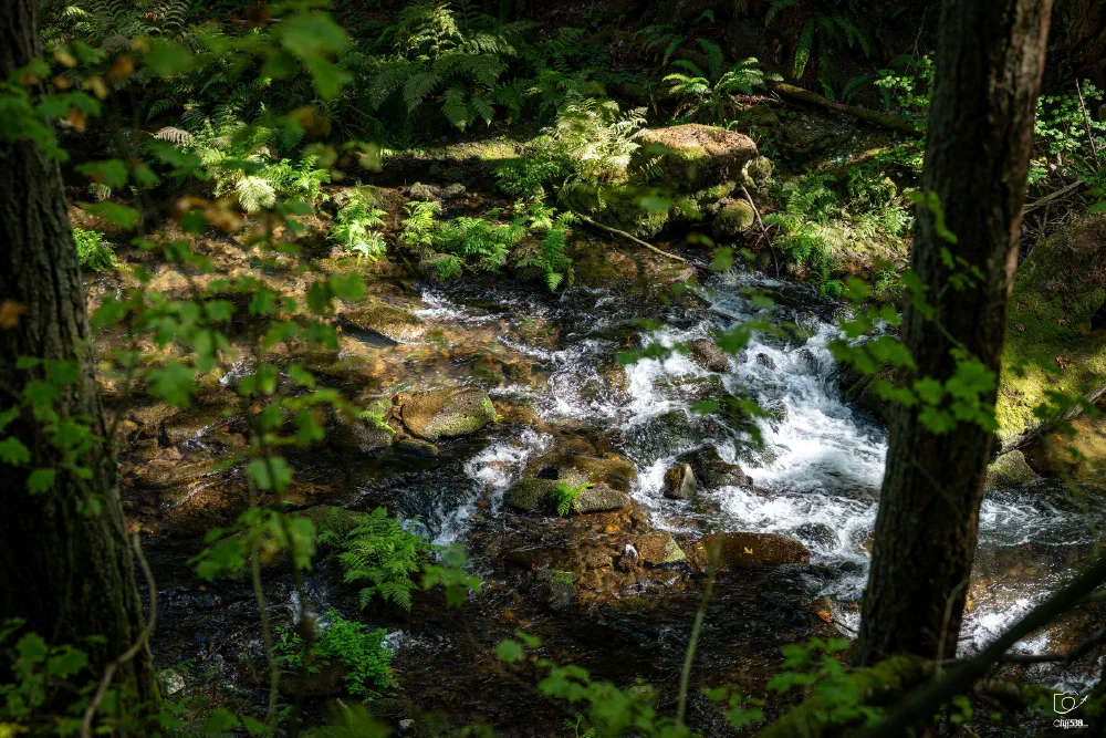A clear stream flows over rocks surrounded by lush green foliage and trees in a forest setting.