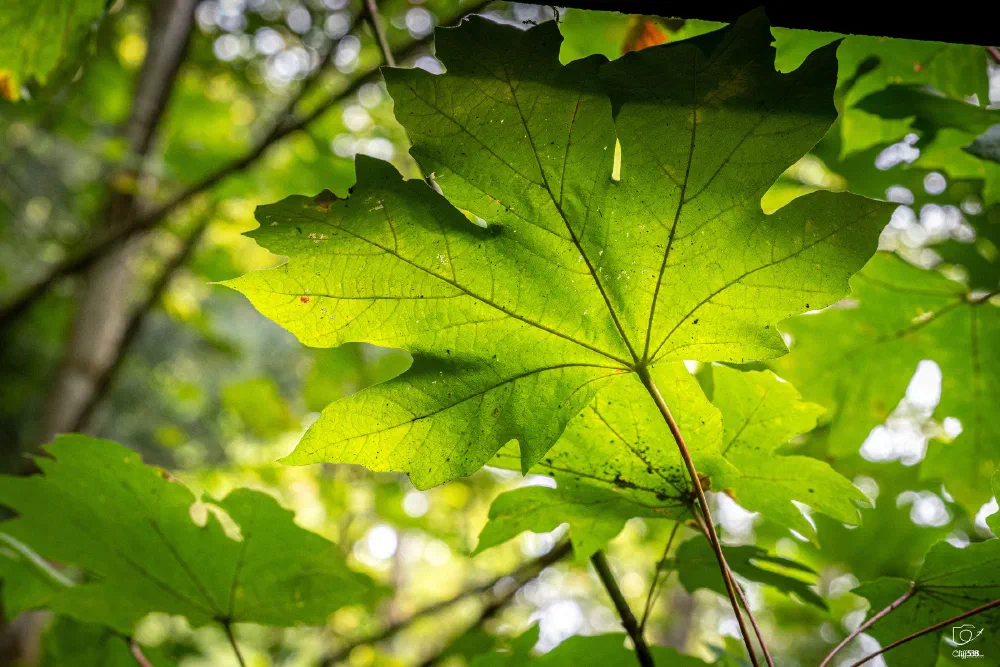 A vibrant green leaf is illuminated by sunlight filtering through the surrounding forest foliage.