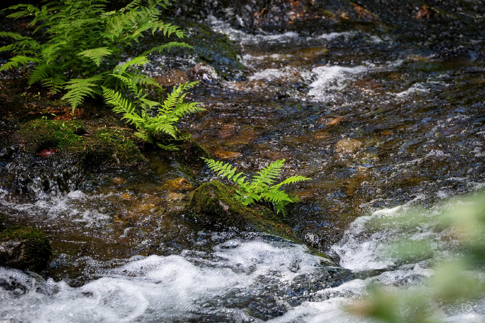 A gentle stream flows over rocks with green fern leaves extending over the water.