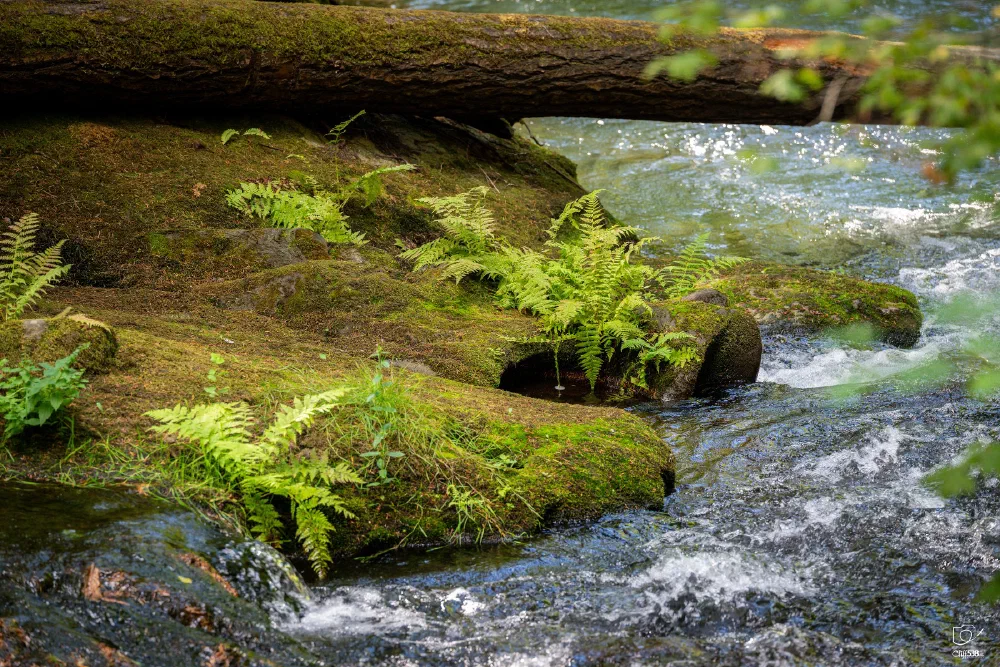 A serene stream flows gently past moss-covered rocks and ferns beneath a fallen tree trunk.