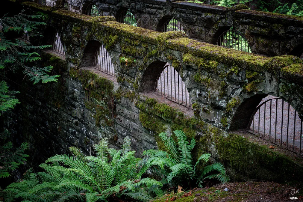 An old stone bridge covered in moss stretches over a lush area filled with green ferns and dense foliage.
