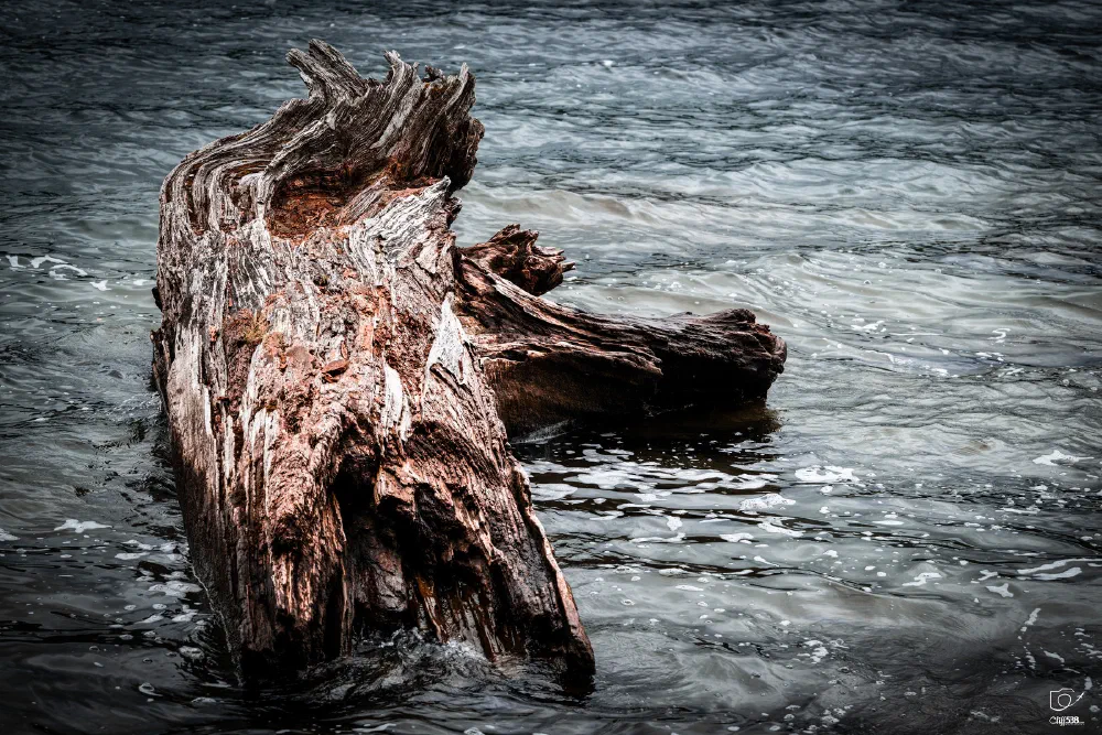 A large, weathered piece of driftwood partially submerged in gently rippling water.