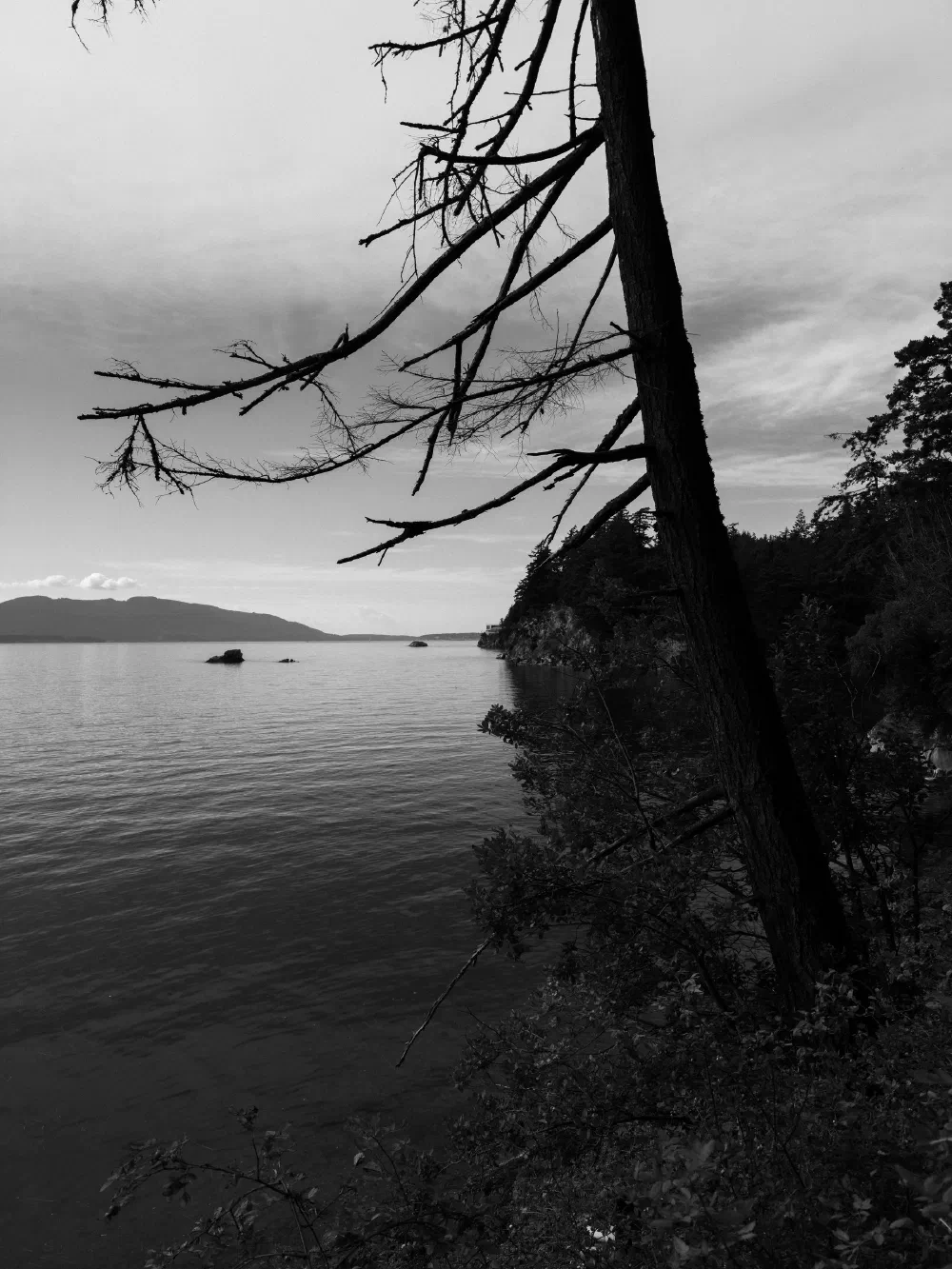 A barren tree leans over a calm body of water with distant mountains and a cloudy sky in the background.