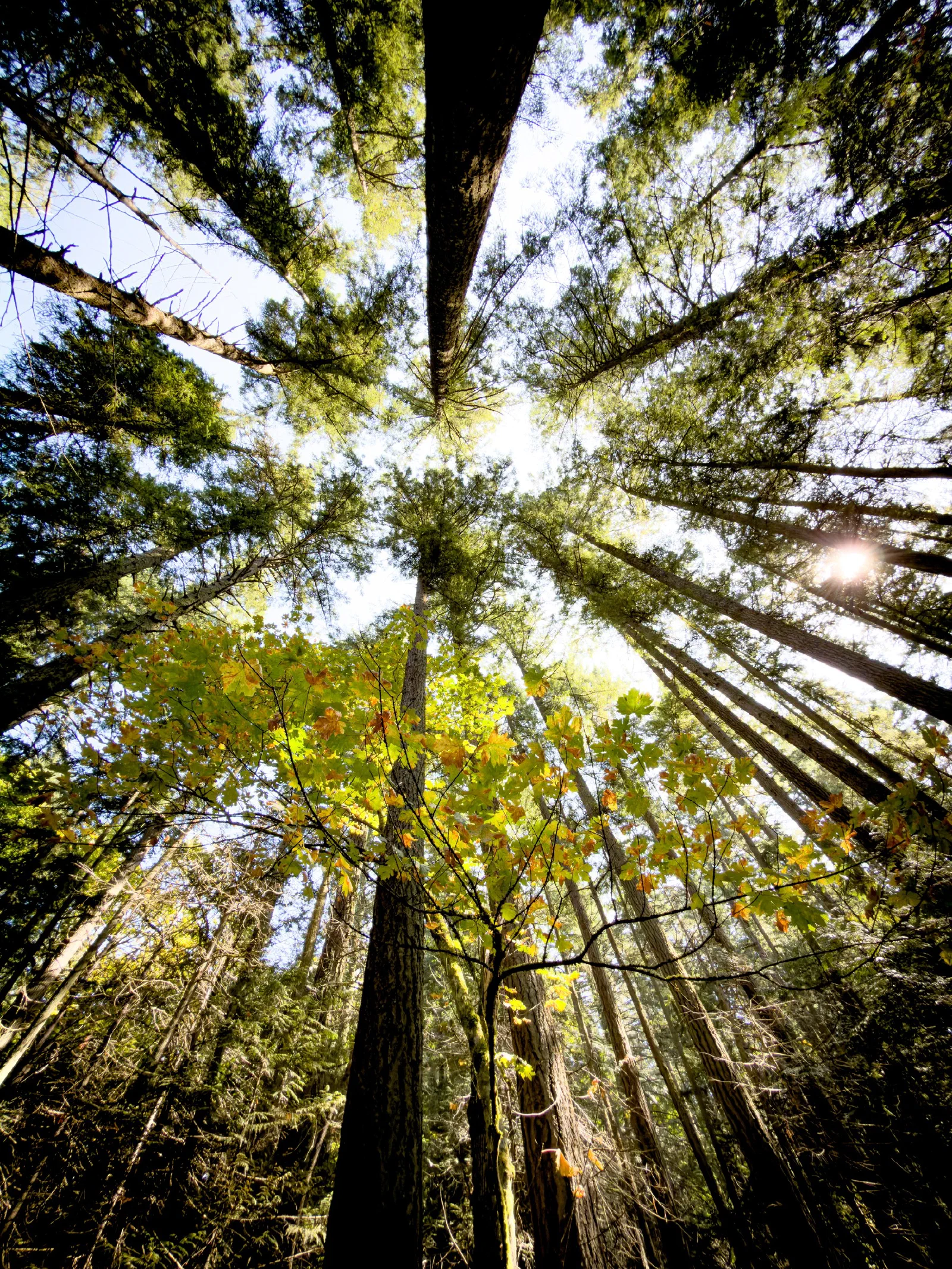 Tall trees with sunlight filtering through their green and yellow leaves create a serene forest canopy.