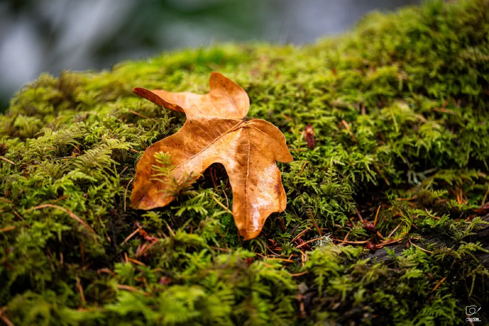 A dry brown leaf rests on a bed of vibrant green moss.