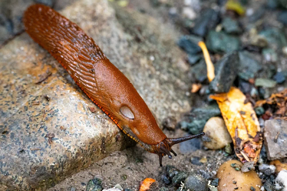 A close-up view of a reddish-brown slug crawling on a stone and dirt surface.