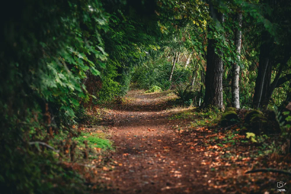 A peaceful forest path is surrounded by lush green trees and foliage, with sunlight filtering through the leaves.