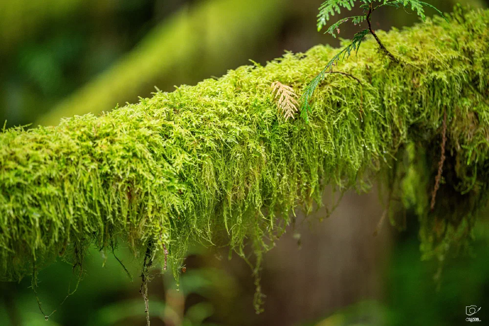 A close-up of a tree branch covered in lush green moss with a small fern leaf resting on it.