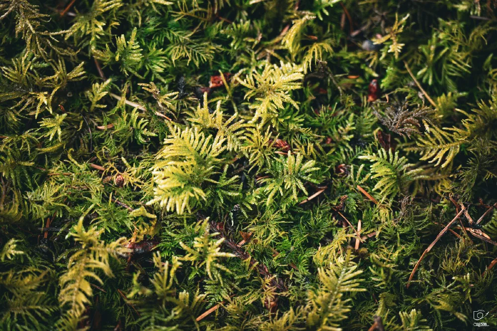 A close-up view of green moss growing densely on the ground.