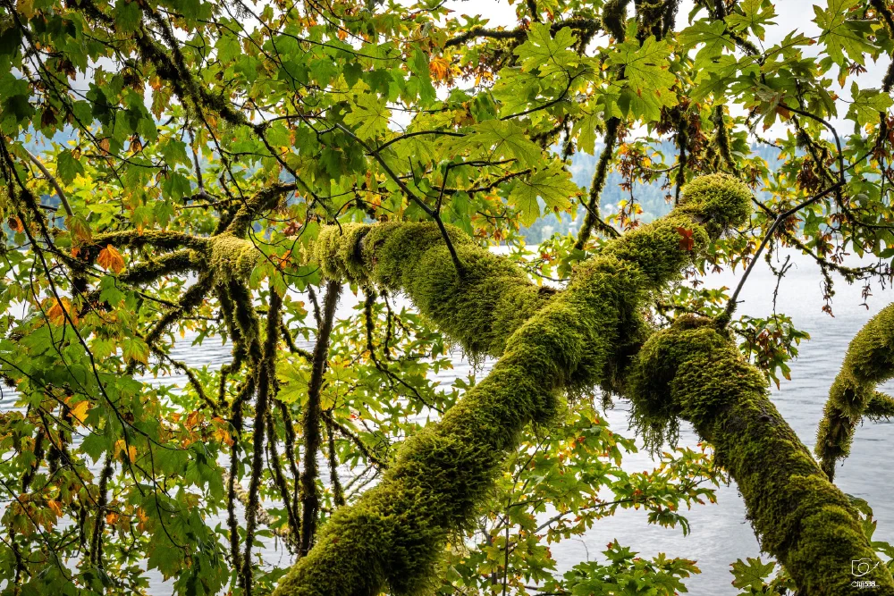 Green moss covers the branches of a tree with leaves, overlooking a body of water in the background.