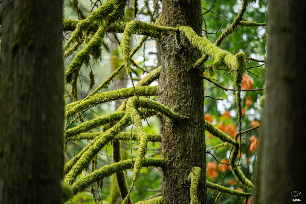 Moss-covered tree branches extend outward in a dense, green forest setting.
