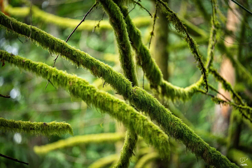 Thick tree branches covered in vibrant green moss are intertwined in a dense forest setting.
