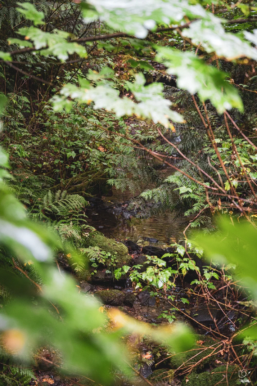 A small, serene creek flows through a dense, green forest with an abundance of ferns and leafy foliage.