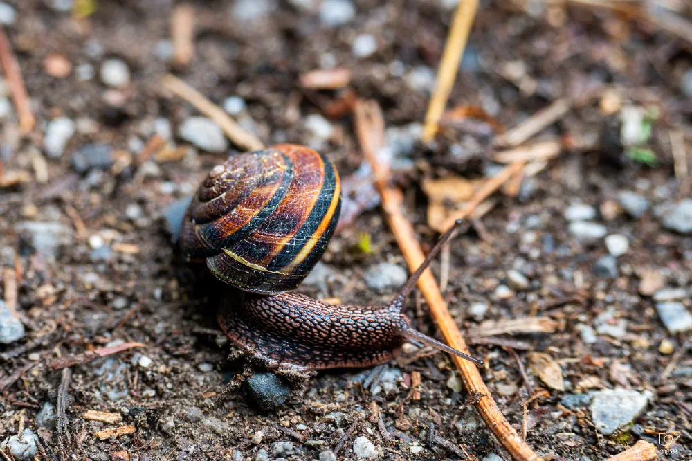 A snail with a brown and yellow striped shell is crawling on a rough, textured surface covered with small stones and twigs.