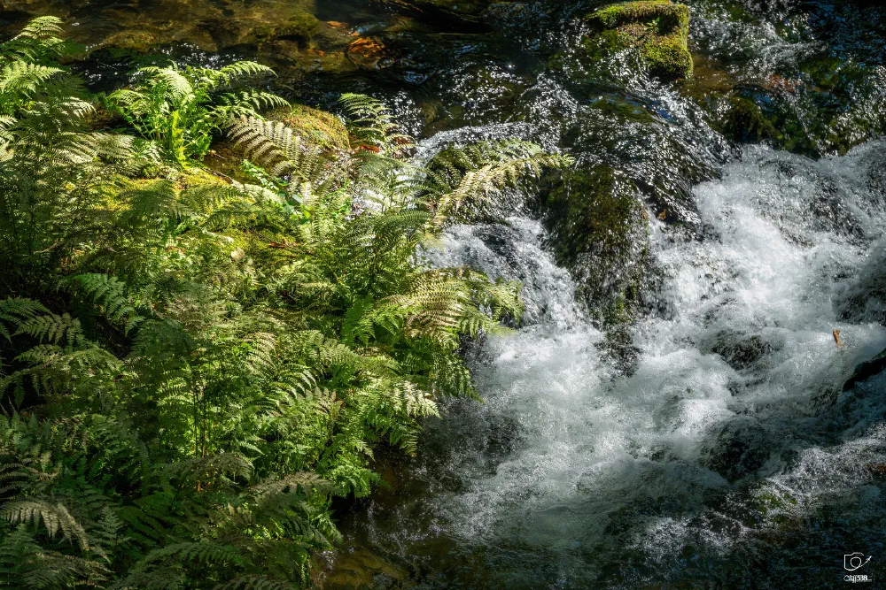 Lush green ferns grow beside a flowing stream with clear, bubbling water running over moss-covered rocks.