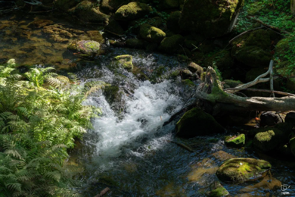 A small stream cascades over moss-covered rocks surrounded by lush green ferns and forest vegetation.