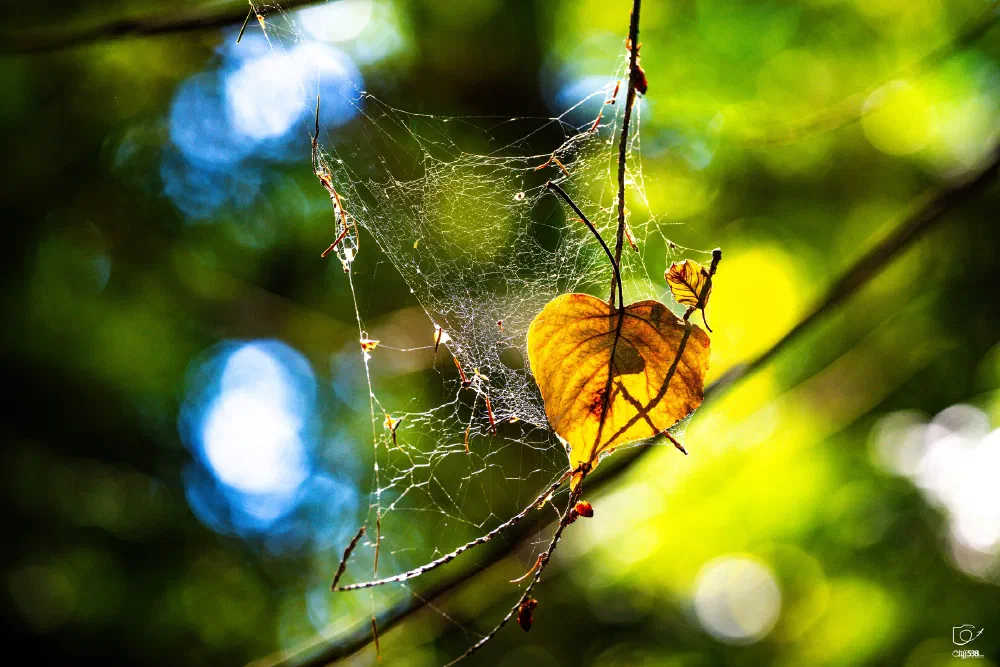 A delicate spider web is intricately woven between twigs, with a single yellow heart-shaped leaf caught in its strands against a blurred green and blue background.