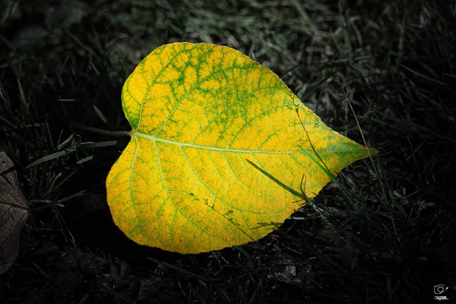 A single yellow and green heart-shaped leaf lies on dark grass.