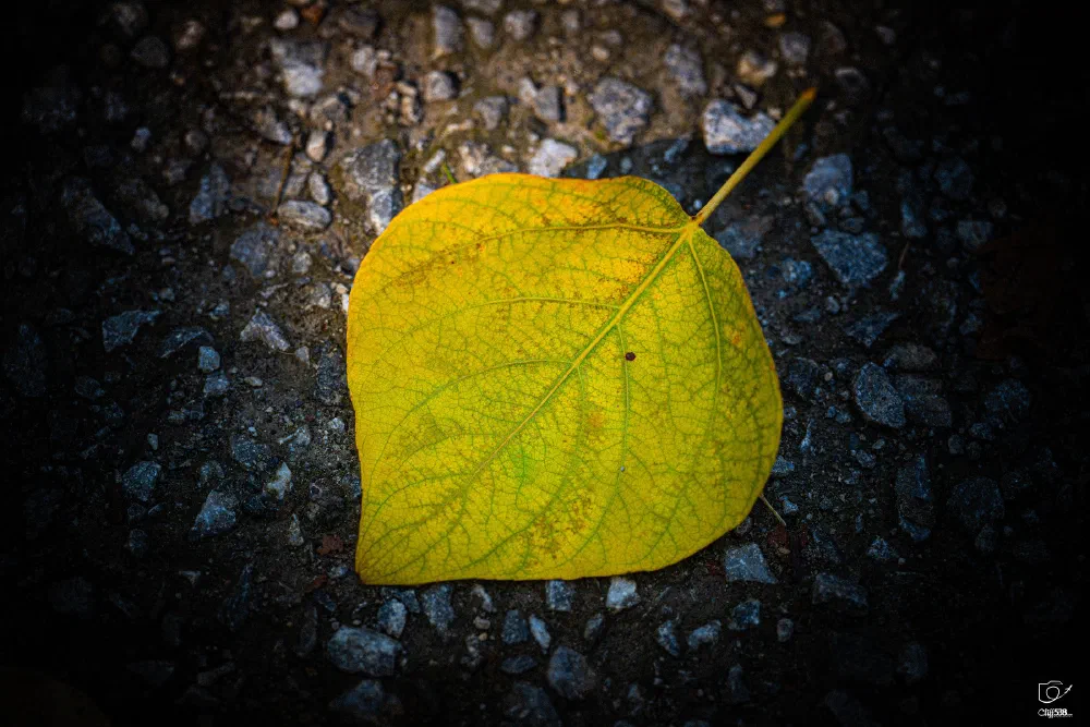 A yellow leaf with visible veins rests on a dark gravel surface.