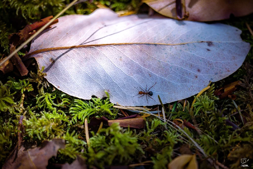 A small ant is walking on a pale, dry leaf surrounded by green moss and forest floor debris.