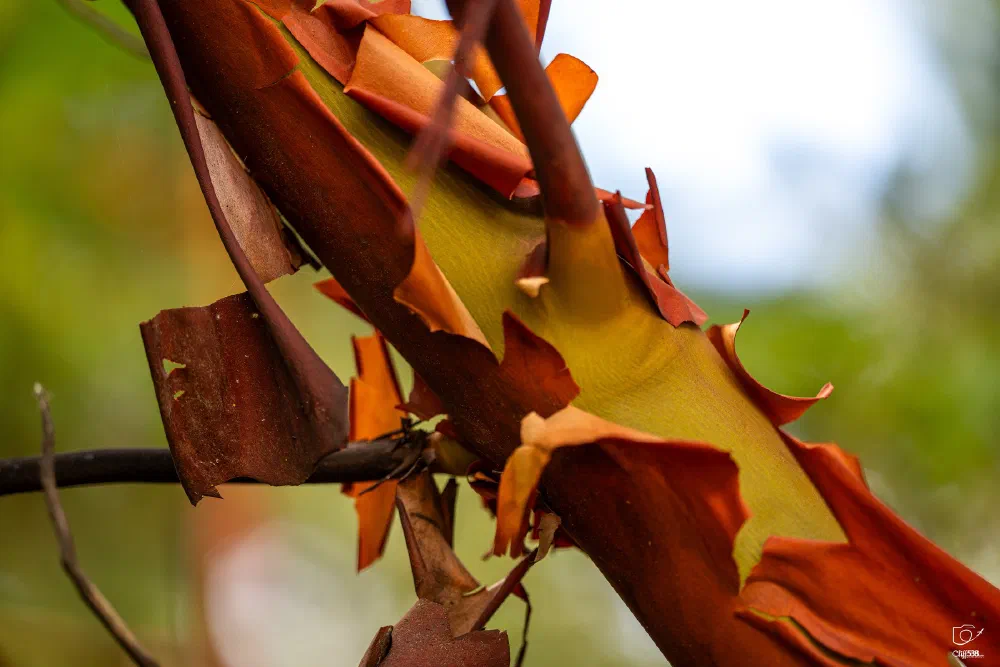 Peeling reddish-brown bark reveals a smooth yellow-green layer underneath on a tree branch.