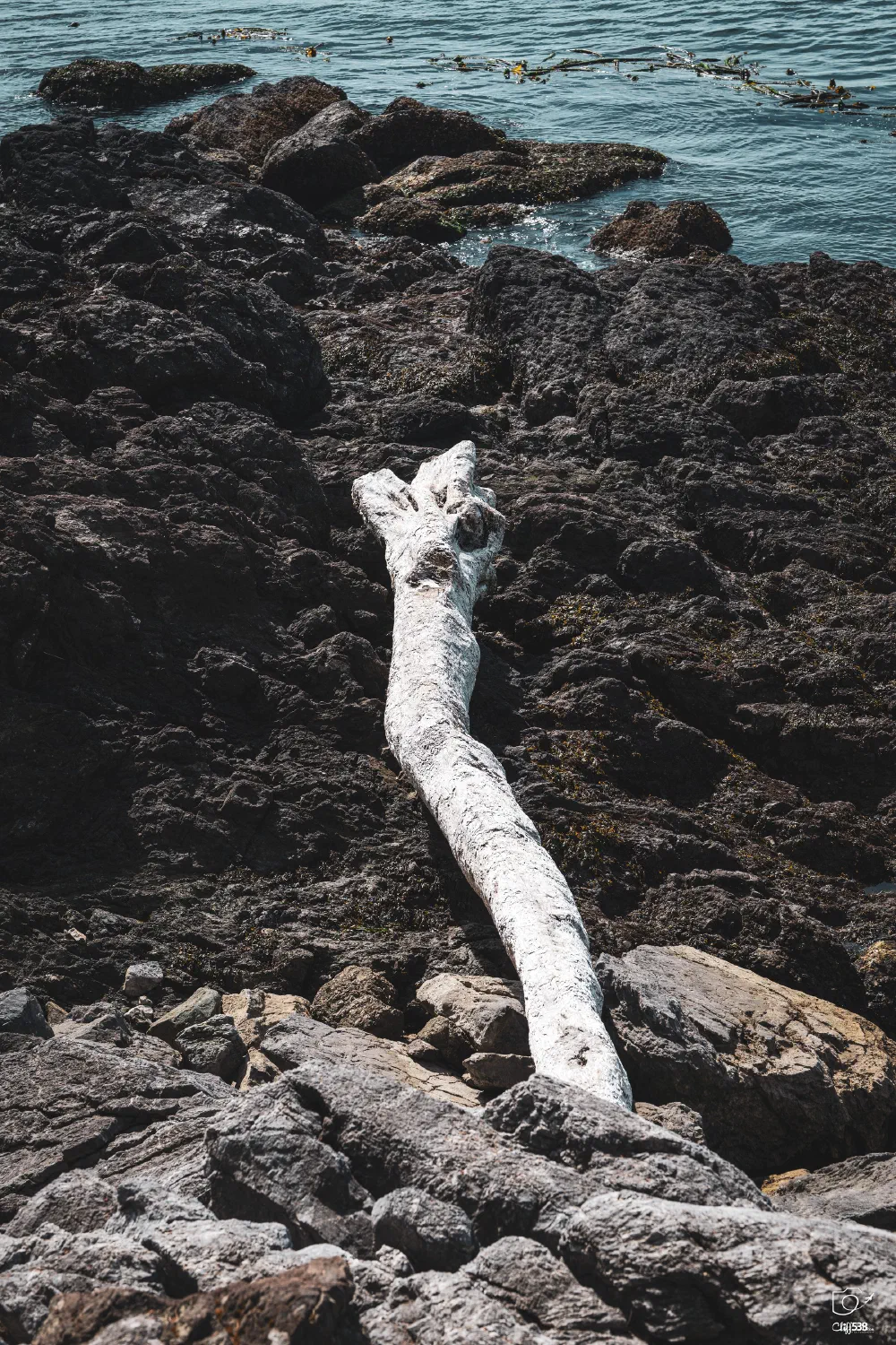 A large weathered driftwood log lies stretched across dark rocky shores with the ocean and seaweed visible in the background.