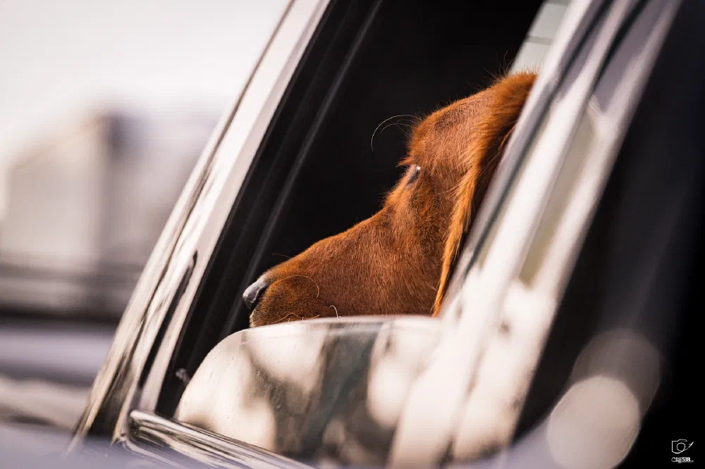 A brown dog is resting its head on the car window ledge, looking outside.