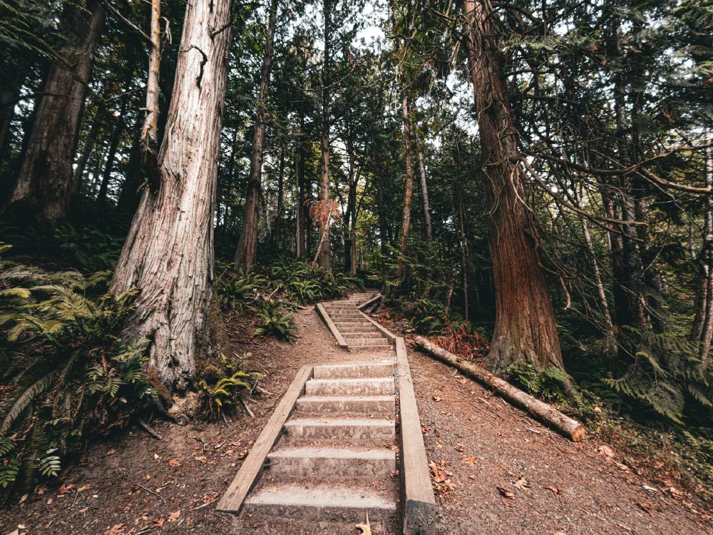 A set of wooden steps leads up through a dense, peaceful forest with tall trees and abundant ferns.
