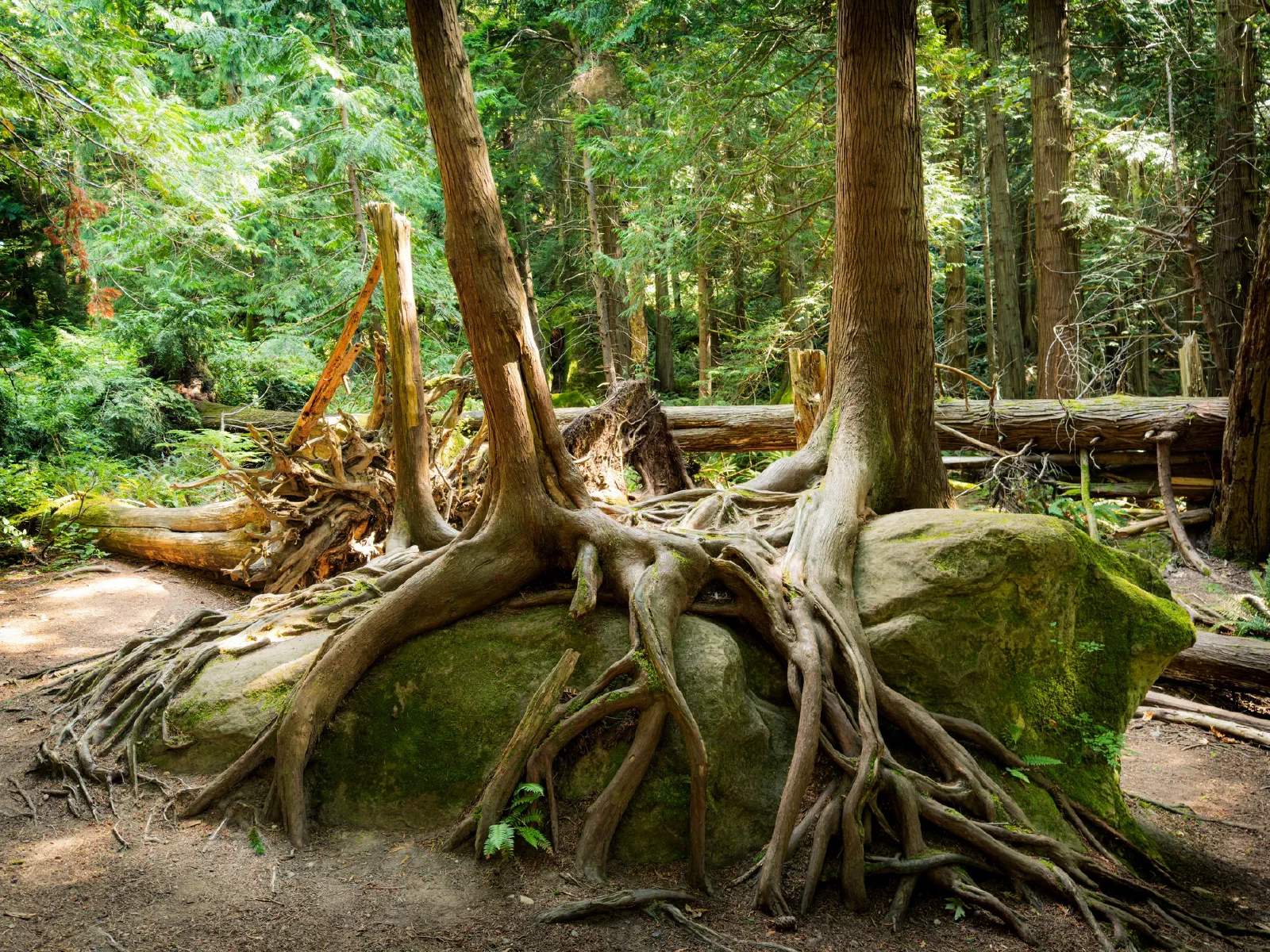 Roots of tall trees are growing over and around a large moss-covered rock in a dense forest.