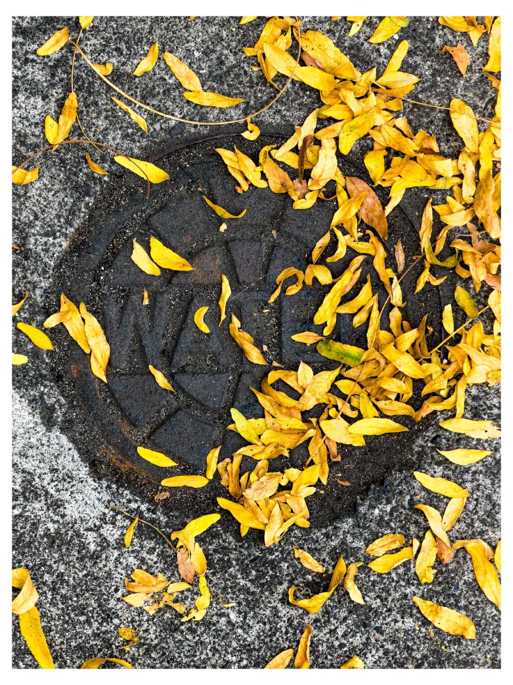 Yellow autumn leaves are scattered on and around a round metal grate embedded in a concrete surface.