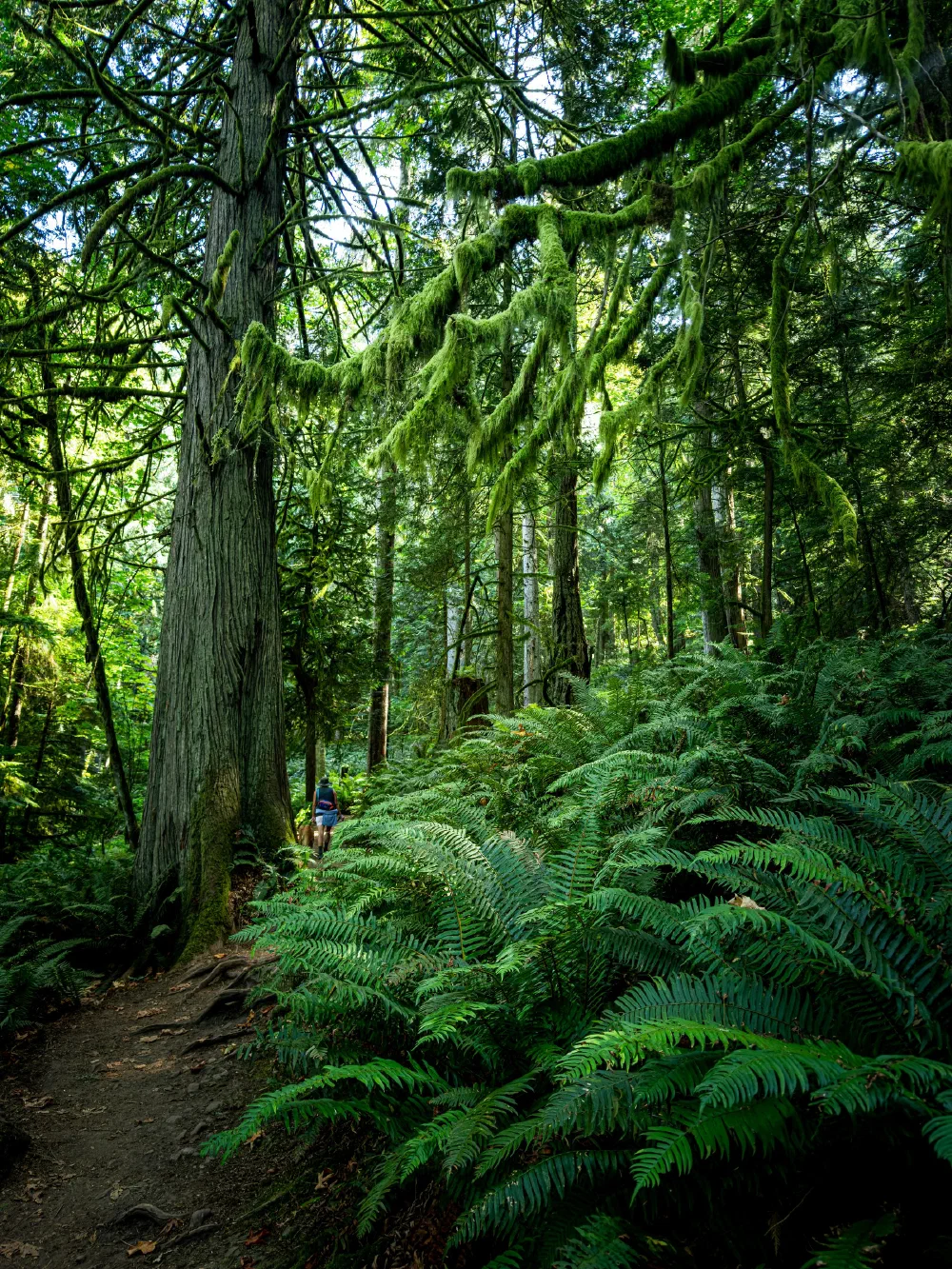 A person is walking along a forest trail surrounded by tall trees and lush green ferns with moss-covered branches overhead.