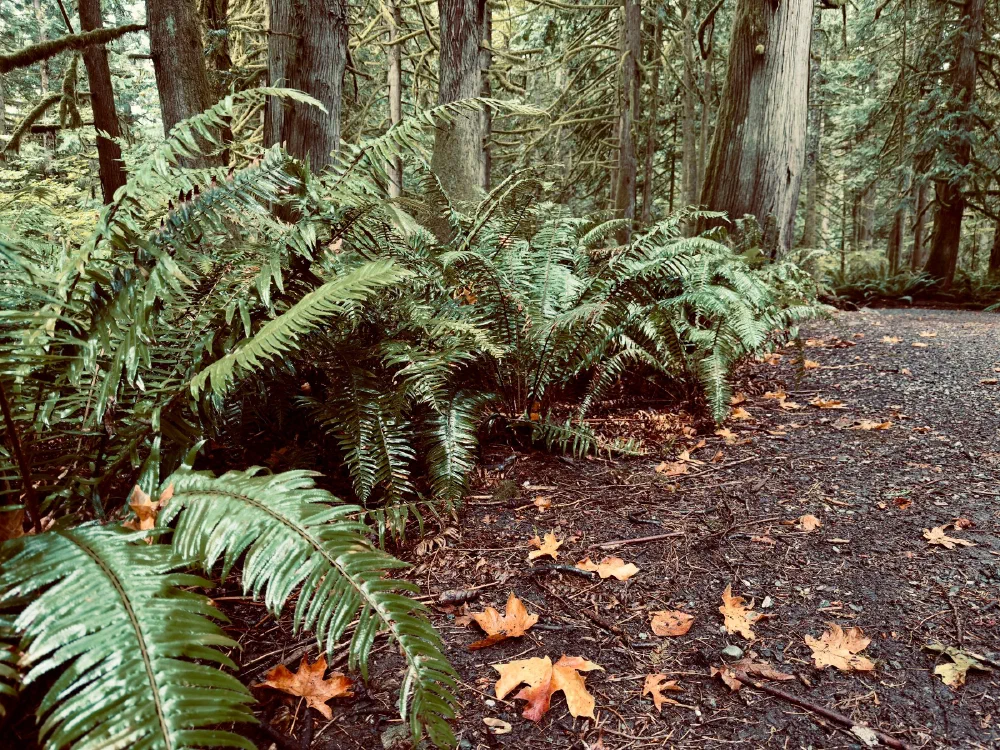 A forest path is lined with lush green ferns and scattered fallen leaves under tall trees.