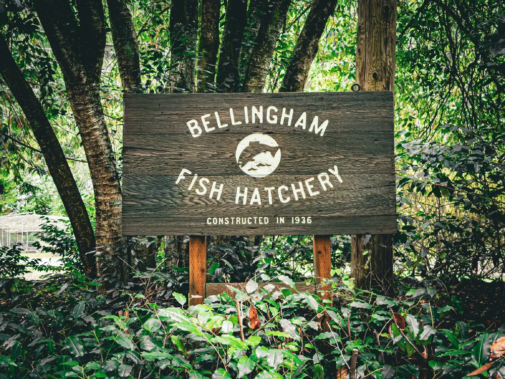 A wooden sign for the Bellingham Fish Hatchery, established in 1936, is displayed amidst lush greenery and trees.