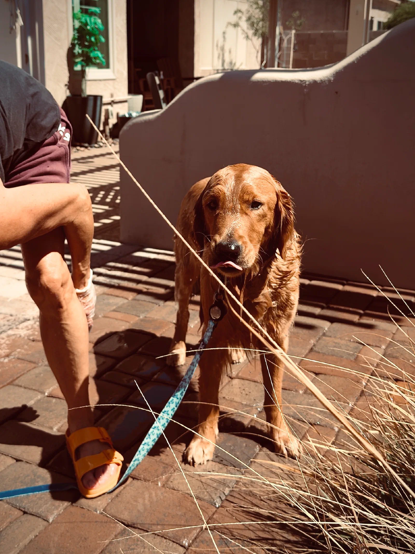 A golden retriever on a blue leash stands on a brick patio next to a person wearing orange sandals, with dry grass and a stucco wall in the background.