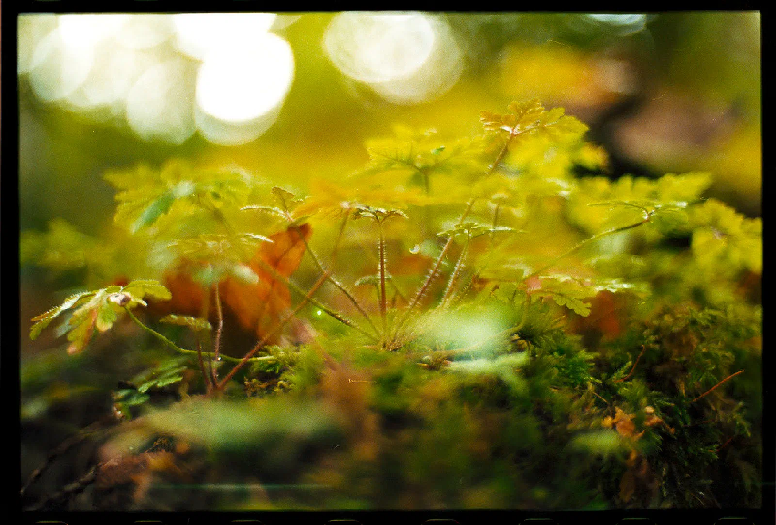 Young green plants are growing on a moss-covered surface with soft, warm sunlight filtering through in the background.