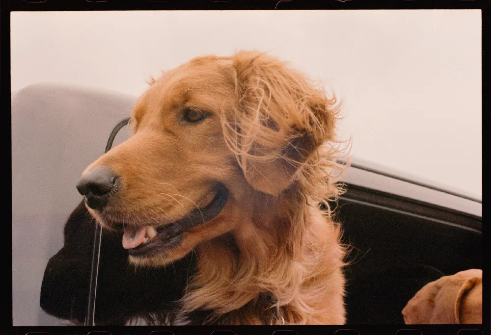 A golden retriever with slightly tousled fur is looking out from the window of a black vehicle.