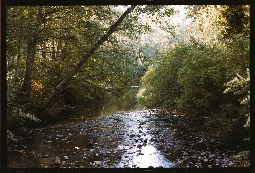 A serene, shallow stream flows gently through a dense forest with sunlight filtering softly through the green and autumn-colored foliage.