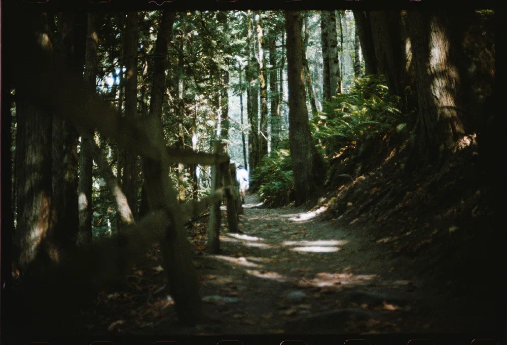 A sunlit forest trail winds through tall trees and dense foliage with a person walking in the distance.